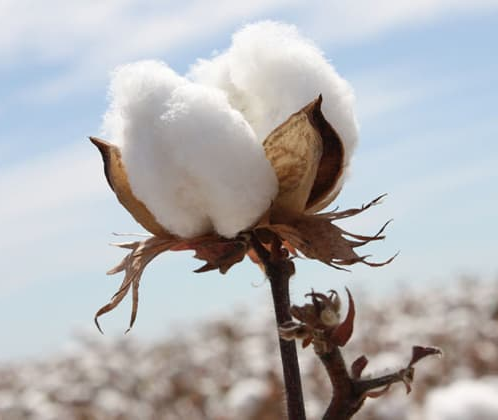 FIBRE DE COTON